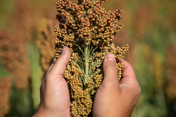 Manejo de la fertilización en Sorgo