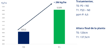 sorgo-D