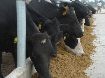 Impacto de la calidad de la fibra en la producción animal