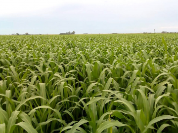 sorgo forrajero