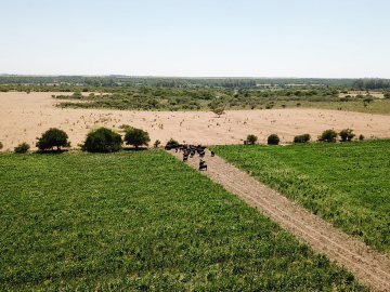 vacas en sorgo forrajero