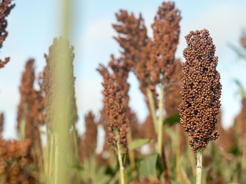 SORGO