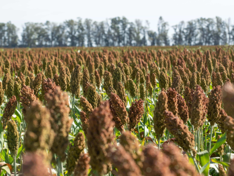 Fertilización Sorgo